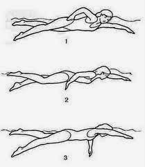 Detail Gambar Teknik Dasar Renang Nomer 27
