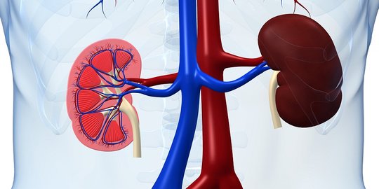 Detail Gambar Teknologi Yang Bisa Mencangkok Ginjal Nomer 4