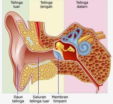 Detail Gambar Telinga Bagian Dalam Nomer 14