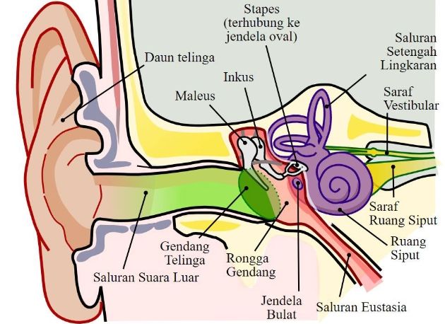 Detail Gambar Telinga Bagian Dalam Nomer 26