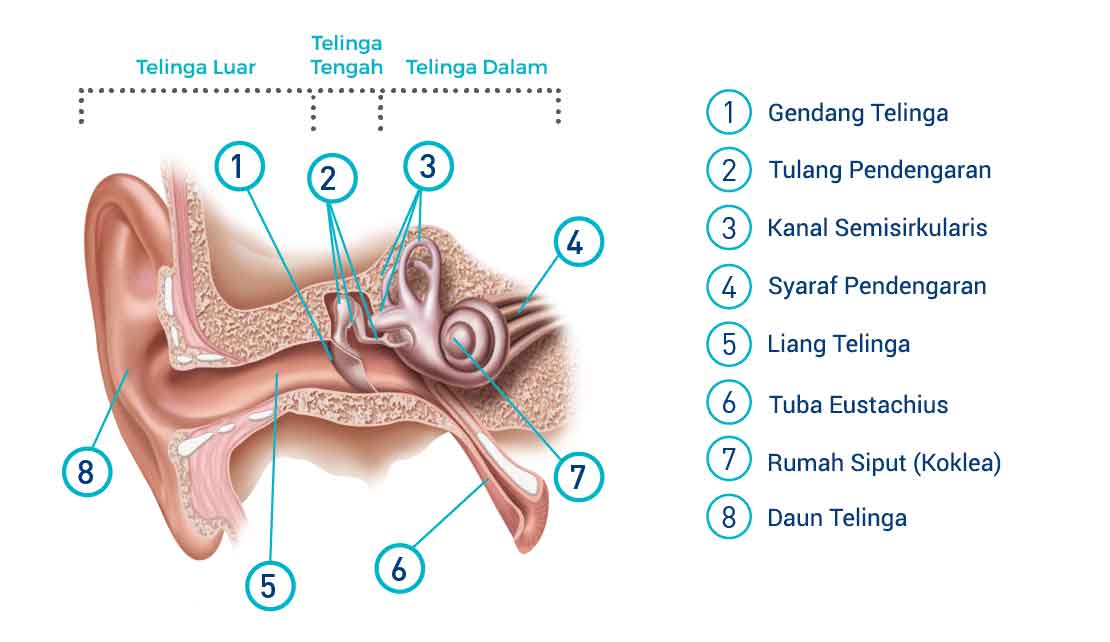 Detail Gambar Telinga Bagian Dalam Nomer 27