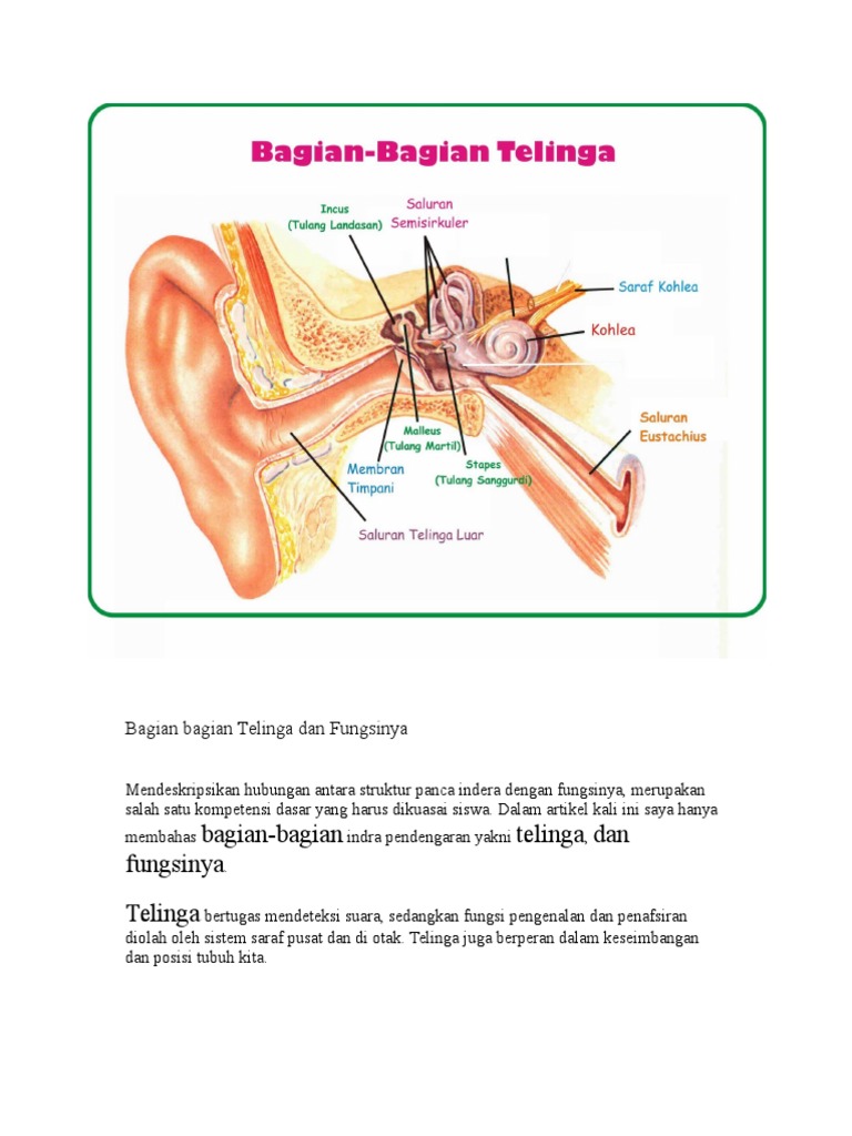 Detail Gambar Telinga Bagian Dalam Nomer 44