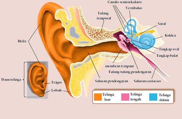 Detail Gambar Telinga Bagian Dalam Nomer 45