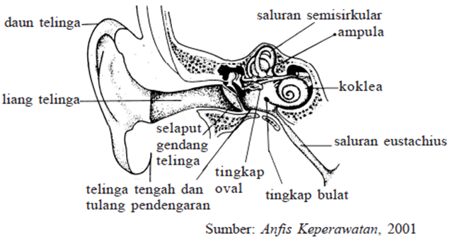 Detail Gambar Telinga Da Bagiannya Nomer 19