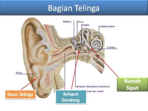 Detail Gambar Telinga Da Bagiannya Nomer 39