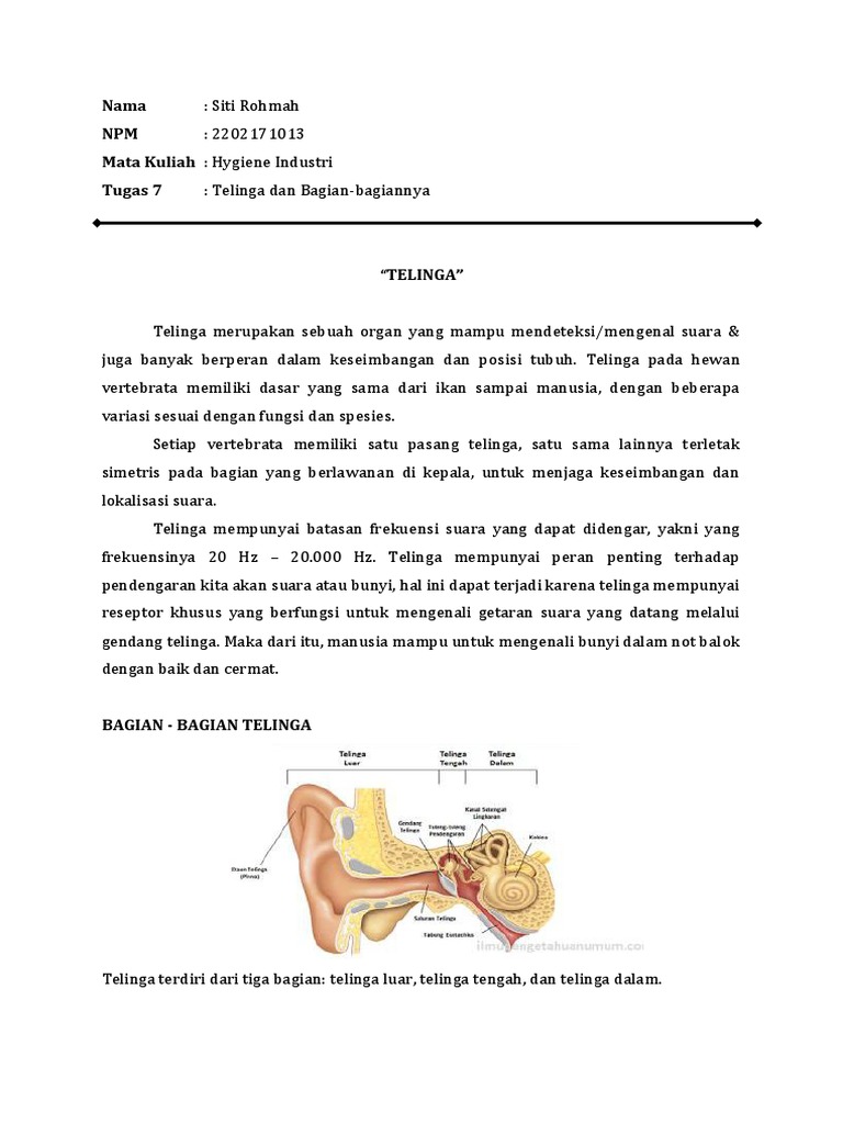 Detail Gambar Telinga Da Bagiannya Nomer 40