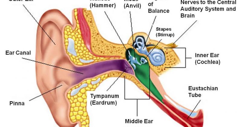 Detail Gambar Telinga Dalam Nomer 32