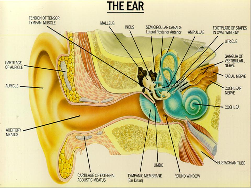 Detail Gambar Telinga Dalam Nomer 37