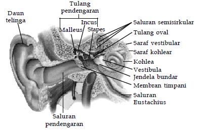 Detail Gambar Telinga Dalam Nomer 40