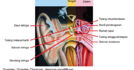 Detail Gambar Telinga Dalam Nomer 44