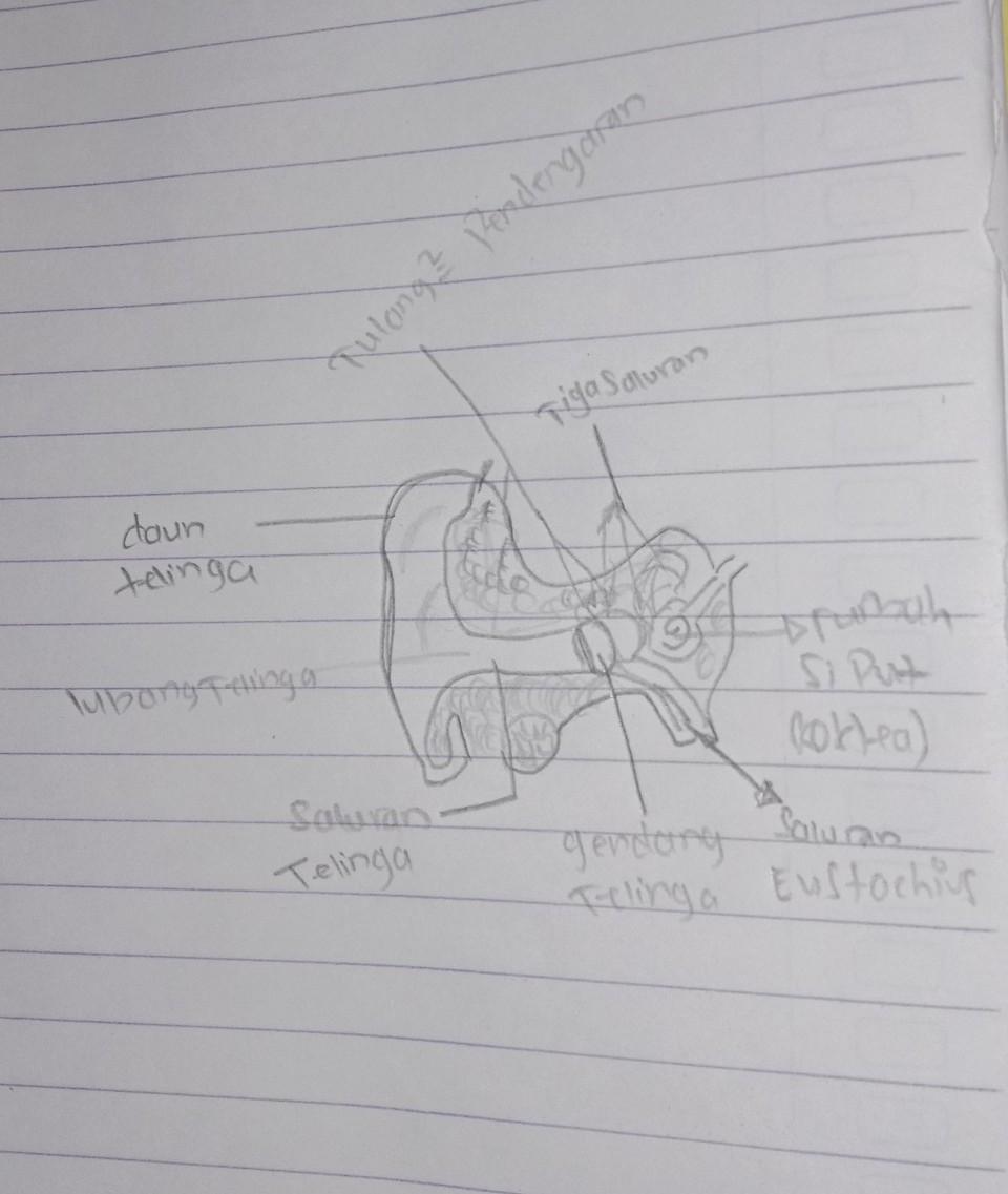 Detail Gambar Telinga Dan Bagian Bagiannya Nomer 37