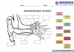 Detail Gambar Telinga Dan Bagianya Nomer 19