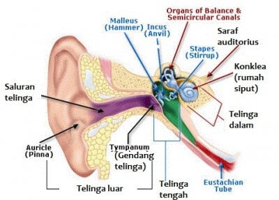 Detail Gambar Telinga Dan Bagianya Nomer 33