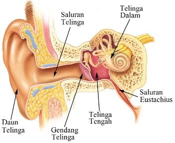 Detail Gambar Telinga Dan Bagianya Nomer 39