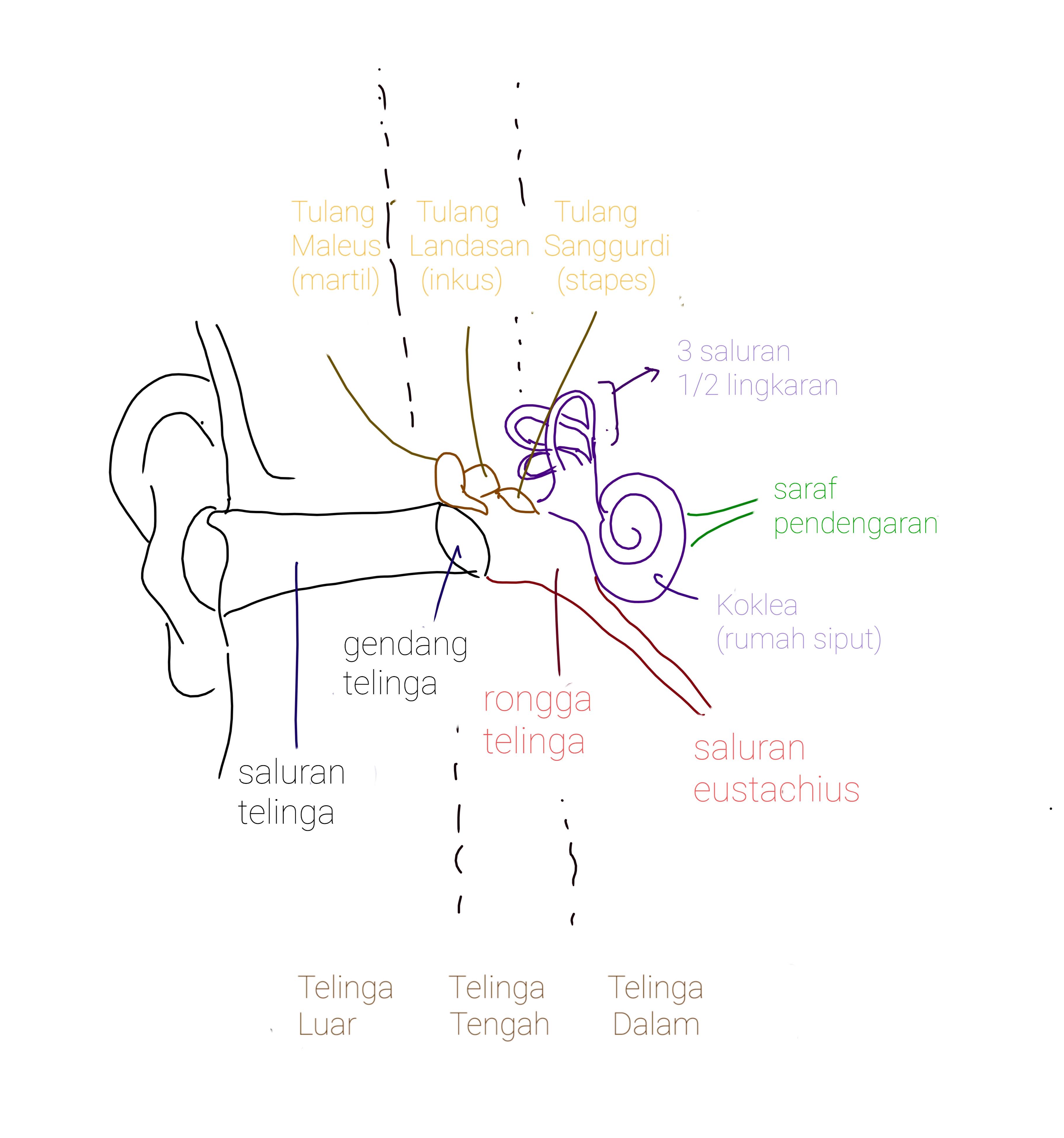 Detail Gambar Telinga Dan Bagianya Nomer 54