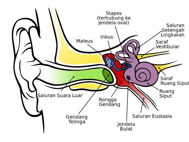 Detail Gambar Telinga Dan Penjelasannya Nomer 24