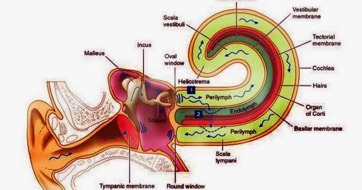 Detail Gambar Telinga Dan Penjelasannya Nomer 29