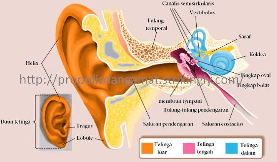 Detail Gambar Telinga Luar Nomer 11