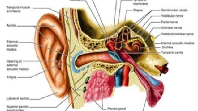 Detail Gambar Telinga Luar Nomer 20