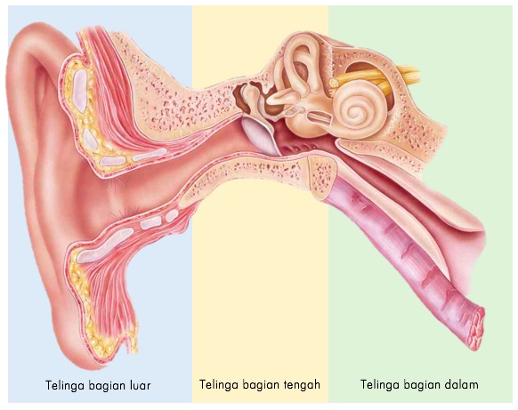 Detail Gambar Telinga Luar Nomer 21