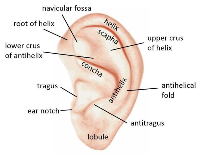 Detail Gambar Telinga Luar Nomer 5