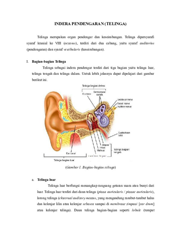 Detail Gambar Telinga Luar Nomer 49
