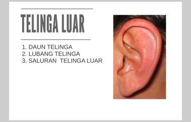 Detail Gambar Telinga Luar Nomer 58