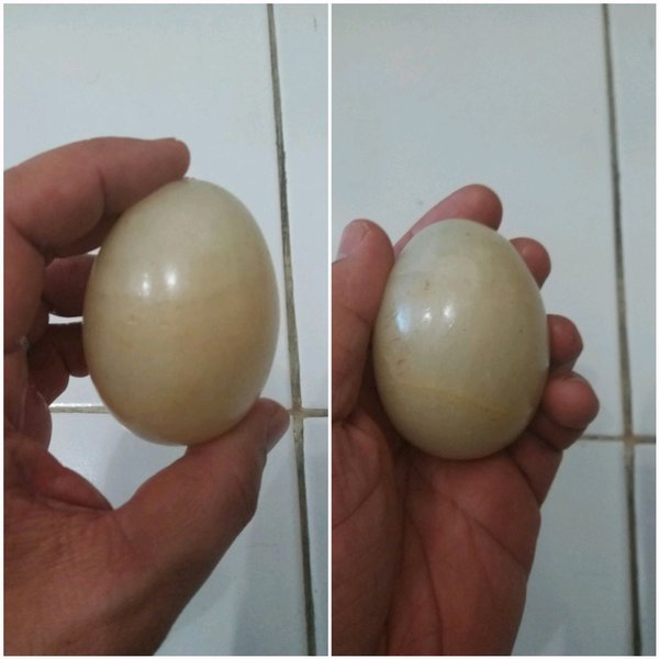 Detail Gambar Telur Angsa Nomer 57