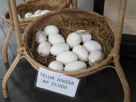 Detail Gambar Telur Angsa Nomer 9