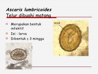 Detail Gambar Telur Ascaris Lumbricoides Nomer 32