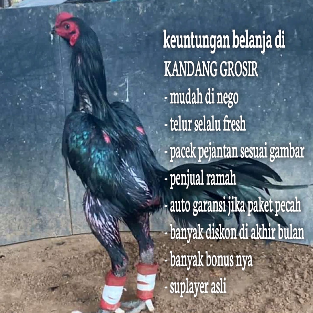 Detail Gambar Telur Ayam Adu Nomer 11