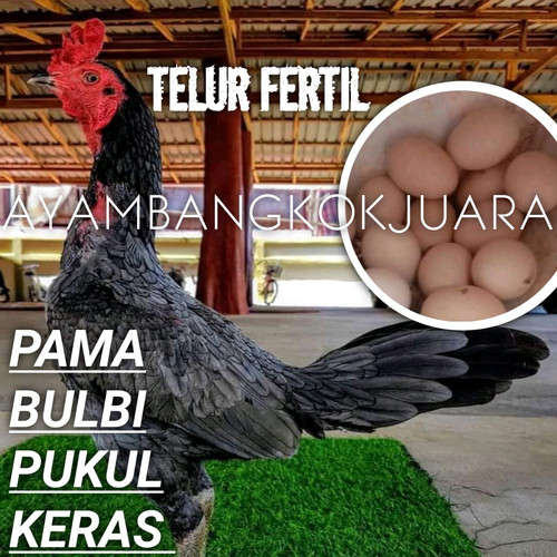 Detail Gambar Telur Ayam Adu Nomer 12