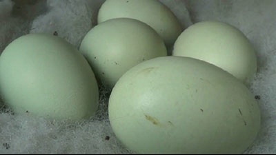Detail Gambar Telur Ayam Adu Nomer 15
