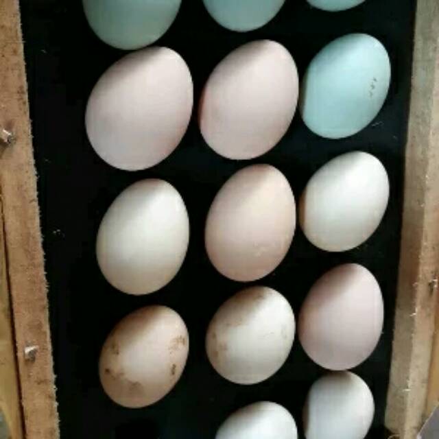 Detail Gambar Telur Ayam Adu Nomer 19