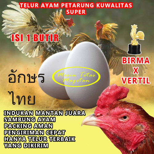 Detail Gambar Telur Ayam Adu Nomer 3