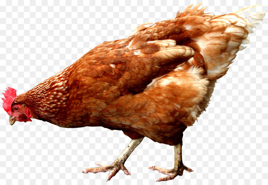 Detail Gambar Telur Ayam Adu Nomer 35
