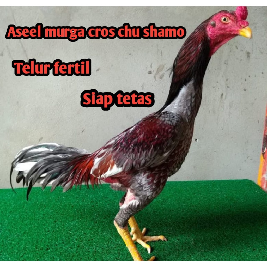 Detail Gambar Telur Ayam Adu Nomer 43