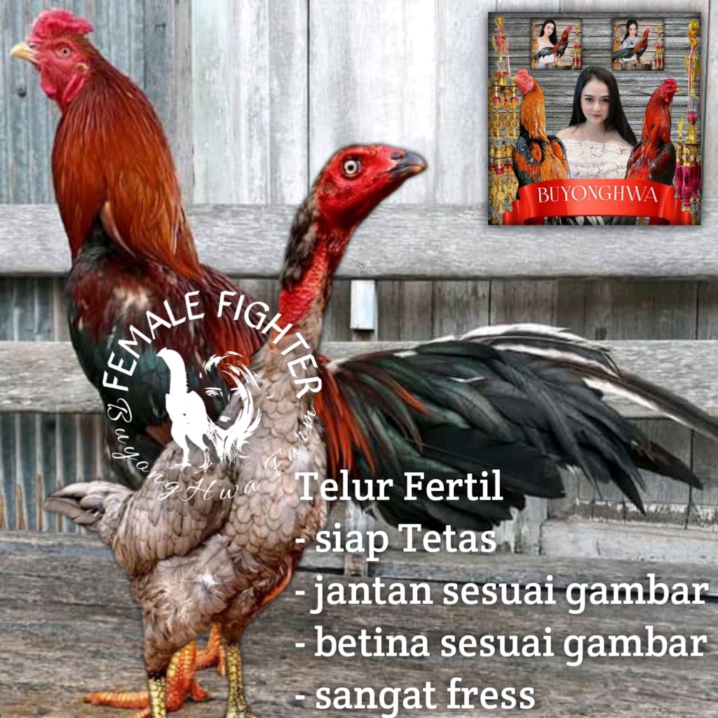 Detail Gambar Telur Ayam Adu Nomer 47