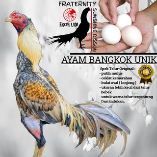 Detail Gambar Telur Ayam Adu Nomer 8