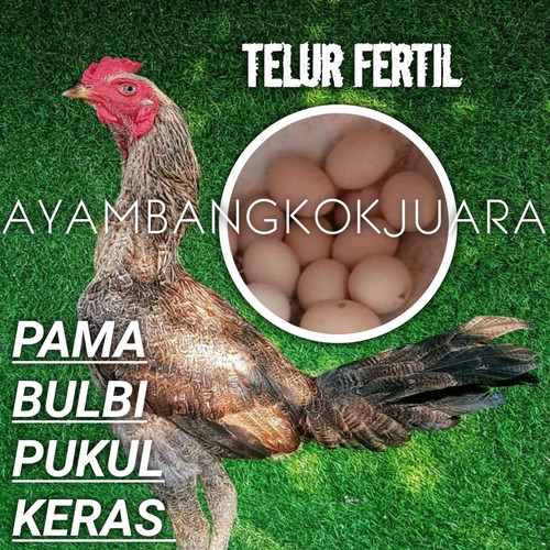 Detail Gambar Telur Ayam Adu Nomer 9