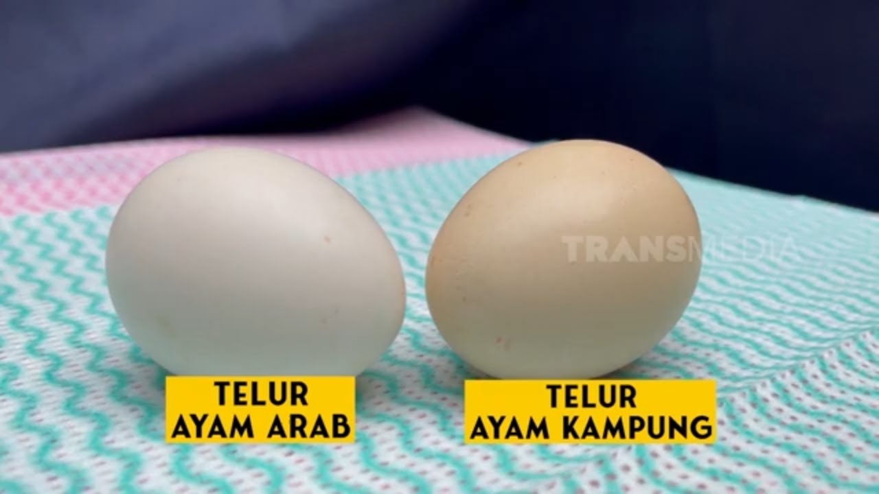 Detail Gambar Telur Ayam Arab Nomer 22