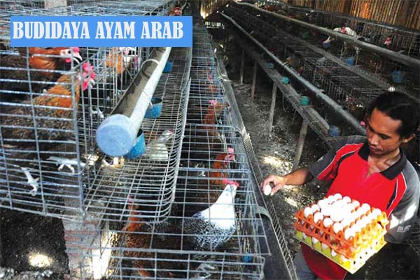 Detail Gambar Telur Ayam Arab Nomer 42