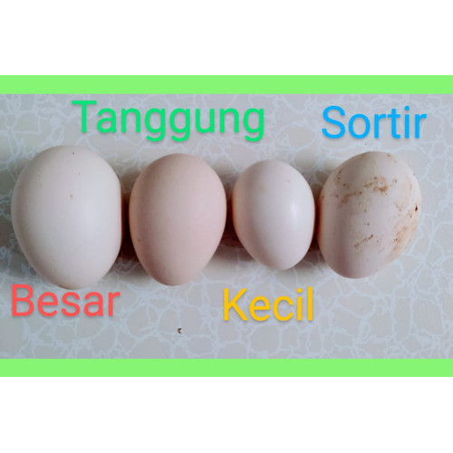 Detail Gambar Telur Ayam Arab Nomer 51