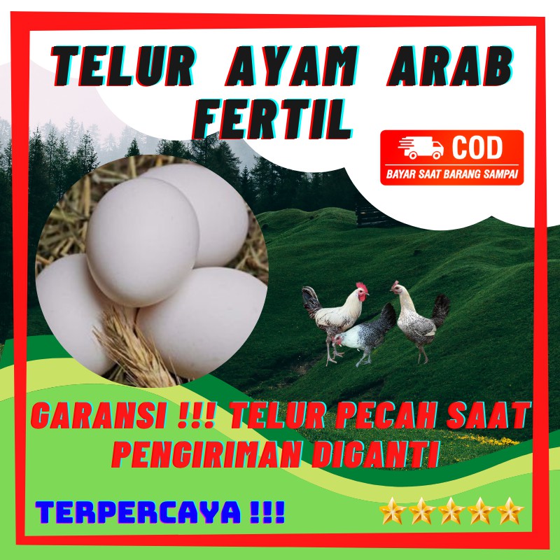 Detail Gambar Telur Ayam Arab Nomer 55