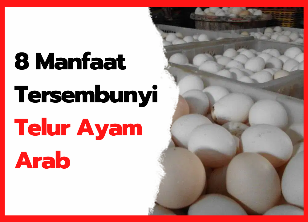 Detail Gambar Telur Ayam Arab Nomer 9