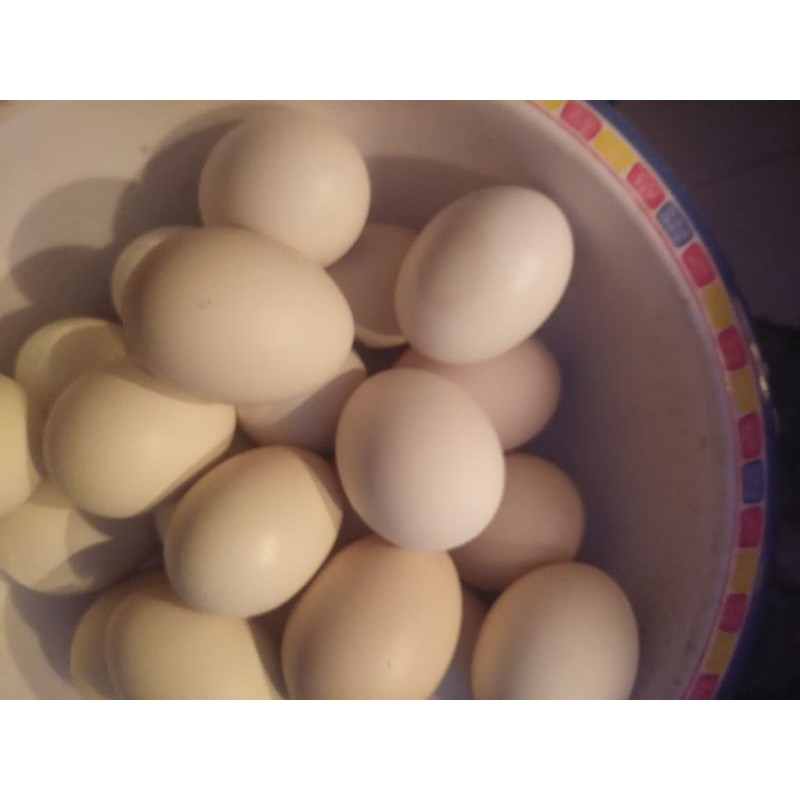 Gambar Telur Ayam Bangkok - KibrisPDR