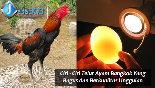 Detail Gambar Telur Ayam Bangkok Nomer 34