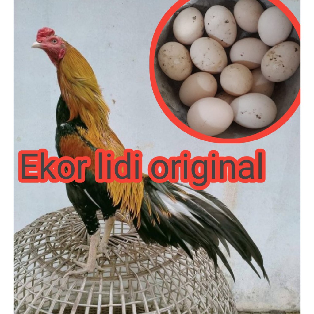 Detail Gambar Telur Ayam Bangkok Nomer 38