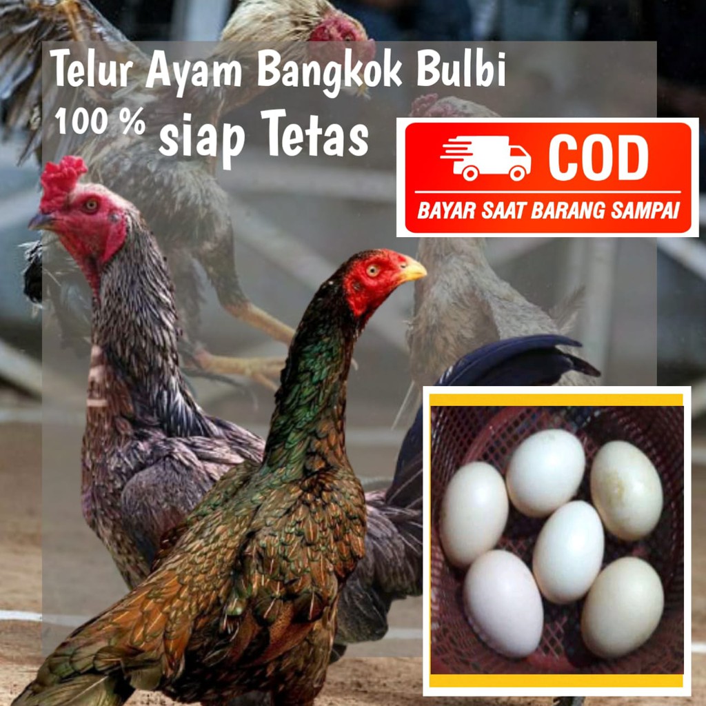 Detail Gambar Telur Ayam Bangkok Nomer 56