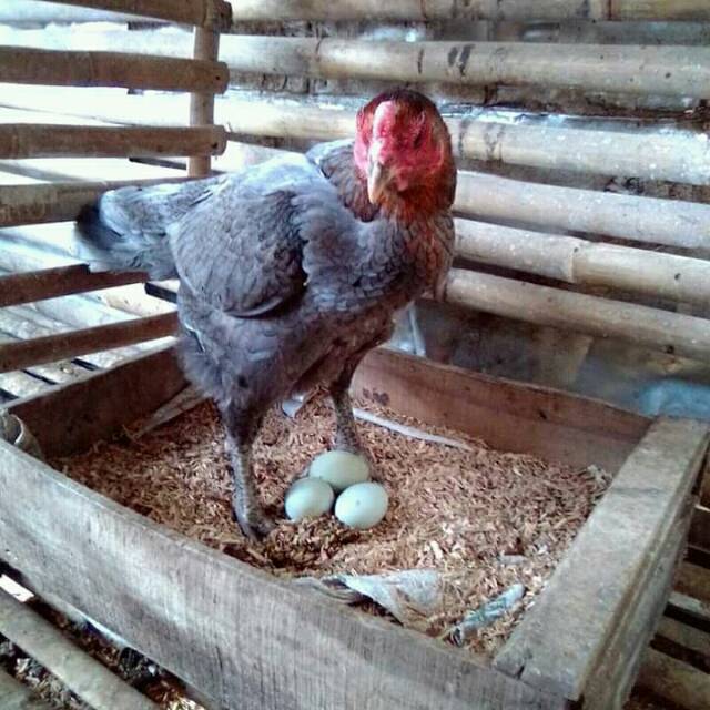 Gambar Telur Ayam Birma - KibrisPDR